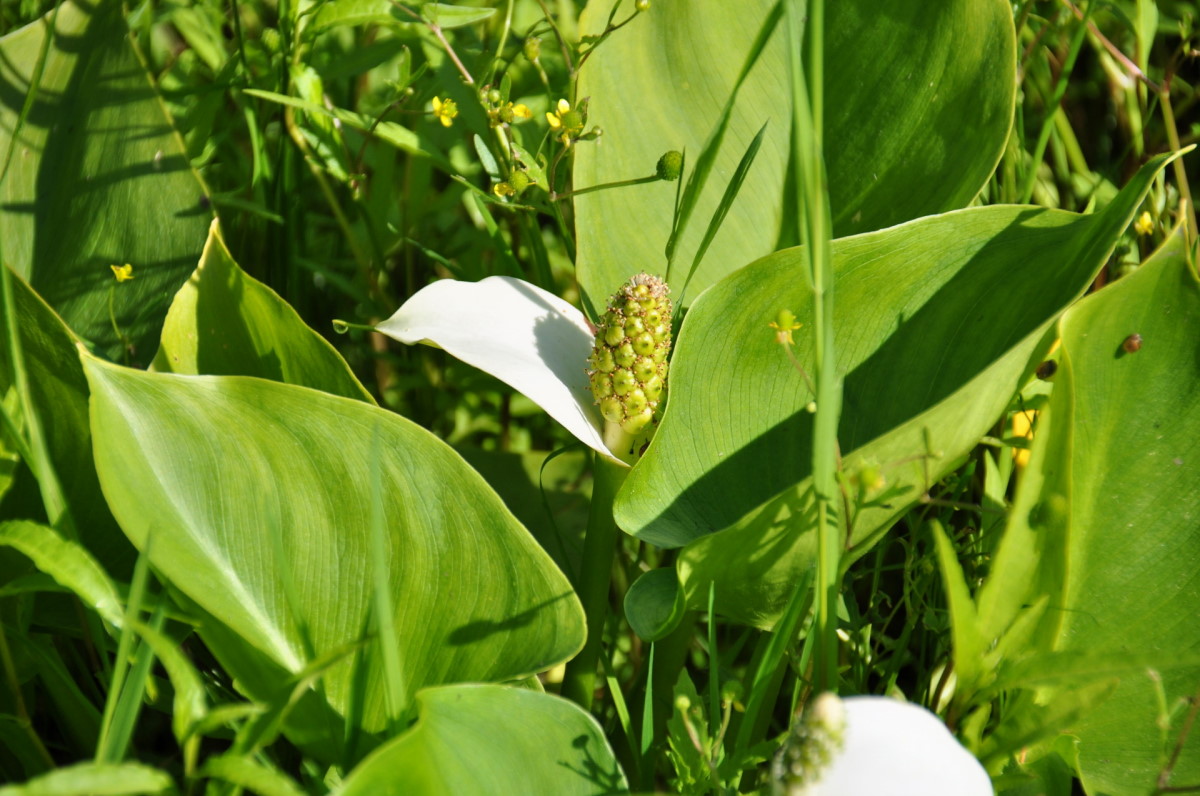 Изображение особи Calla palustris.