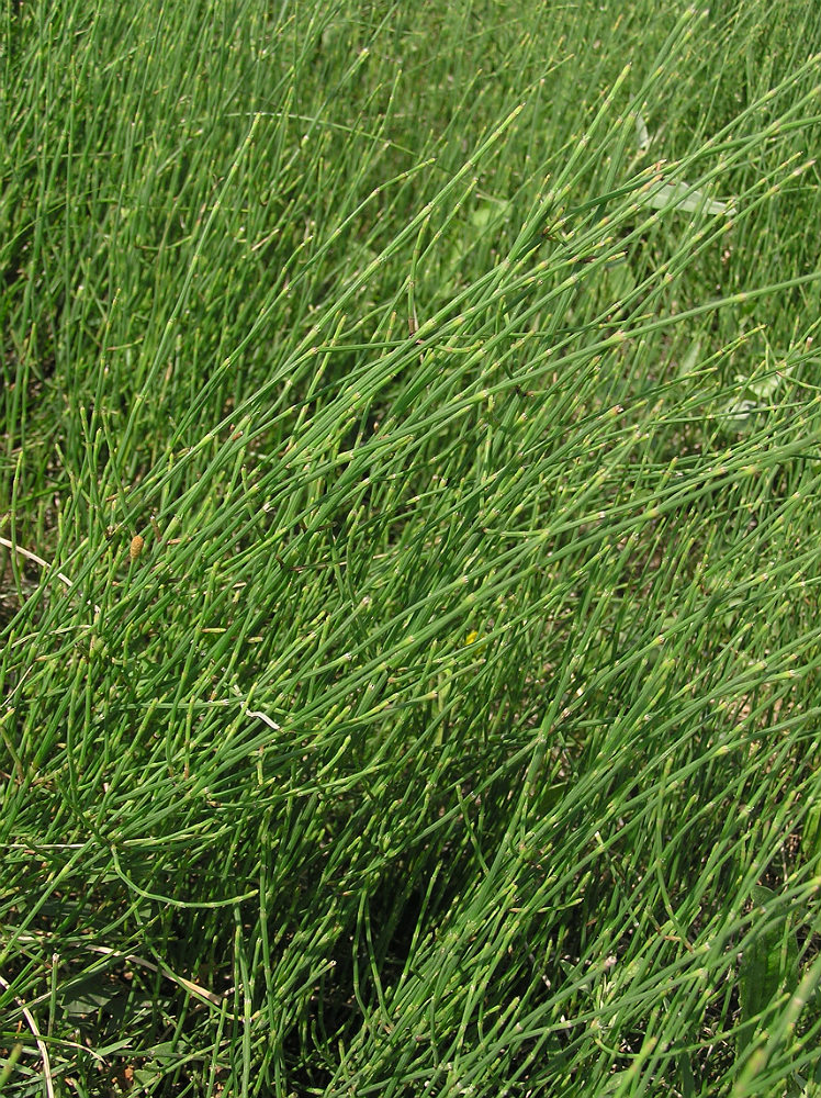 Image of Equisetum ramosissimum specimen.