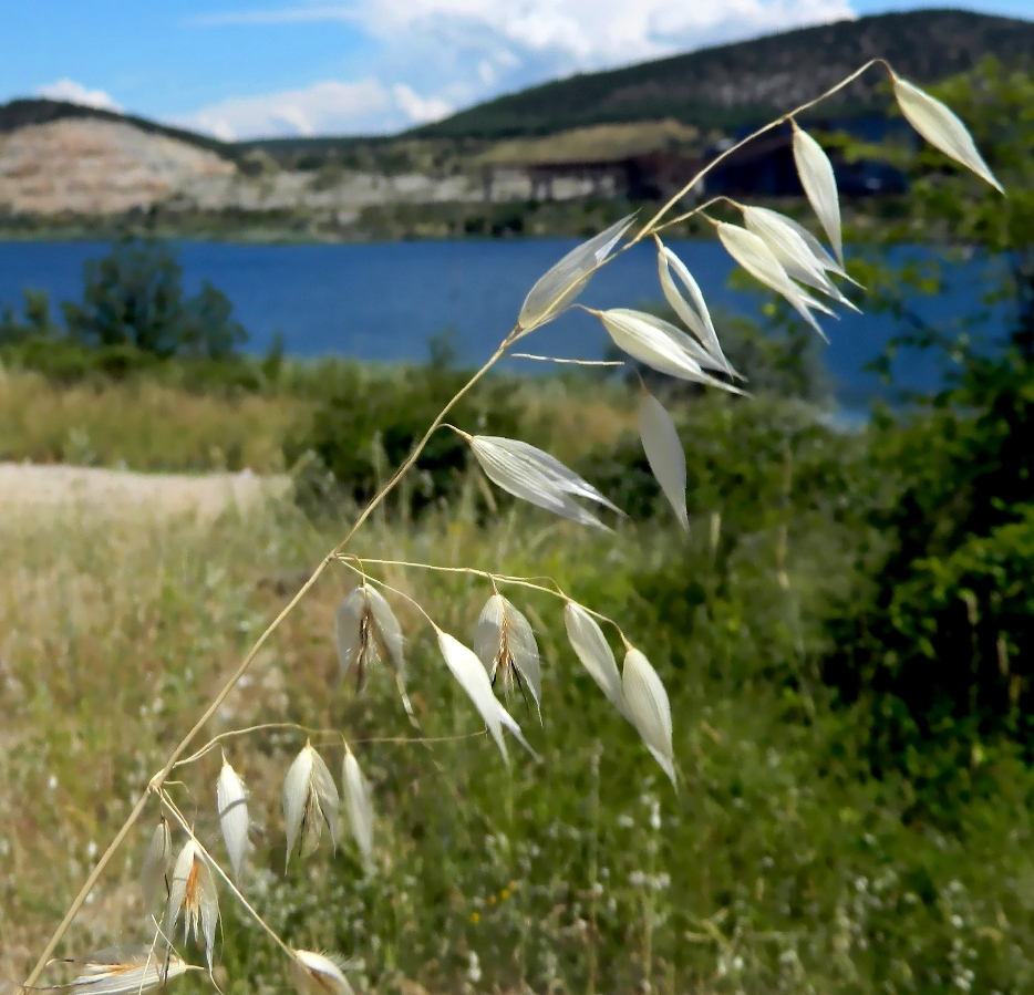 Image of genus Avena specimen.