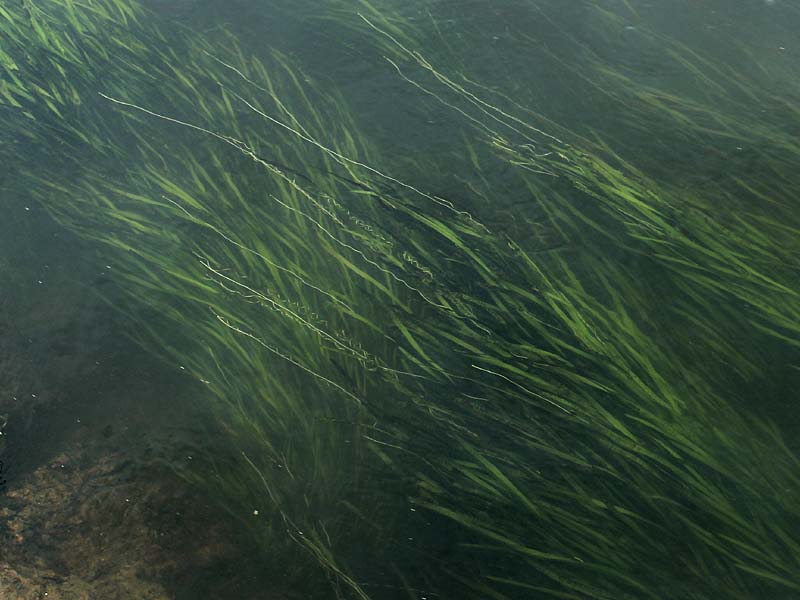 Изображение особи Vallisneria spiralis.