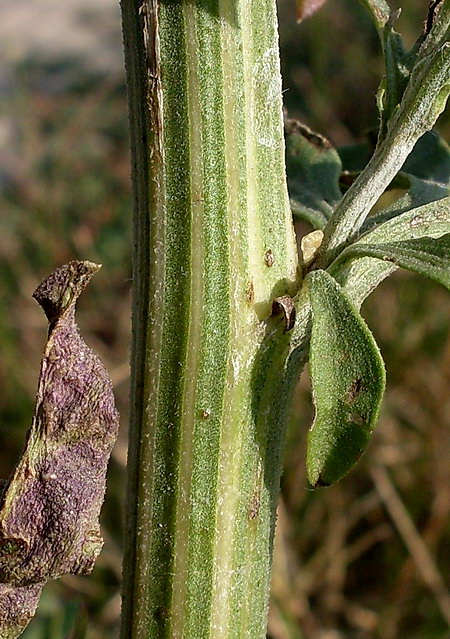 Image of Centaurea adpressa specimen.