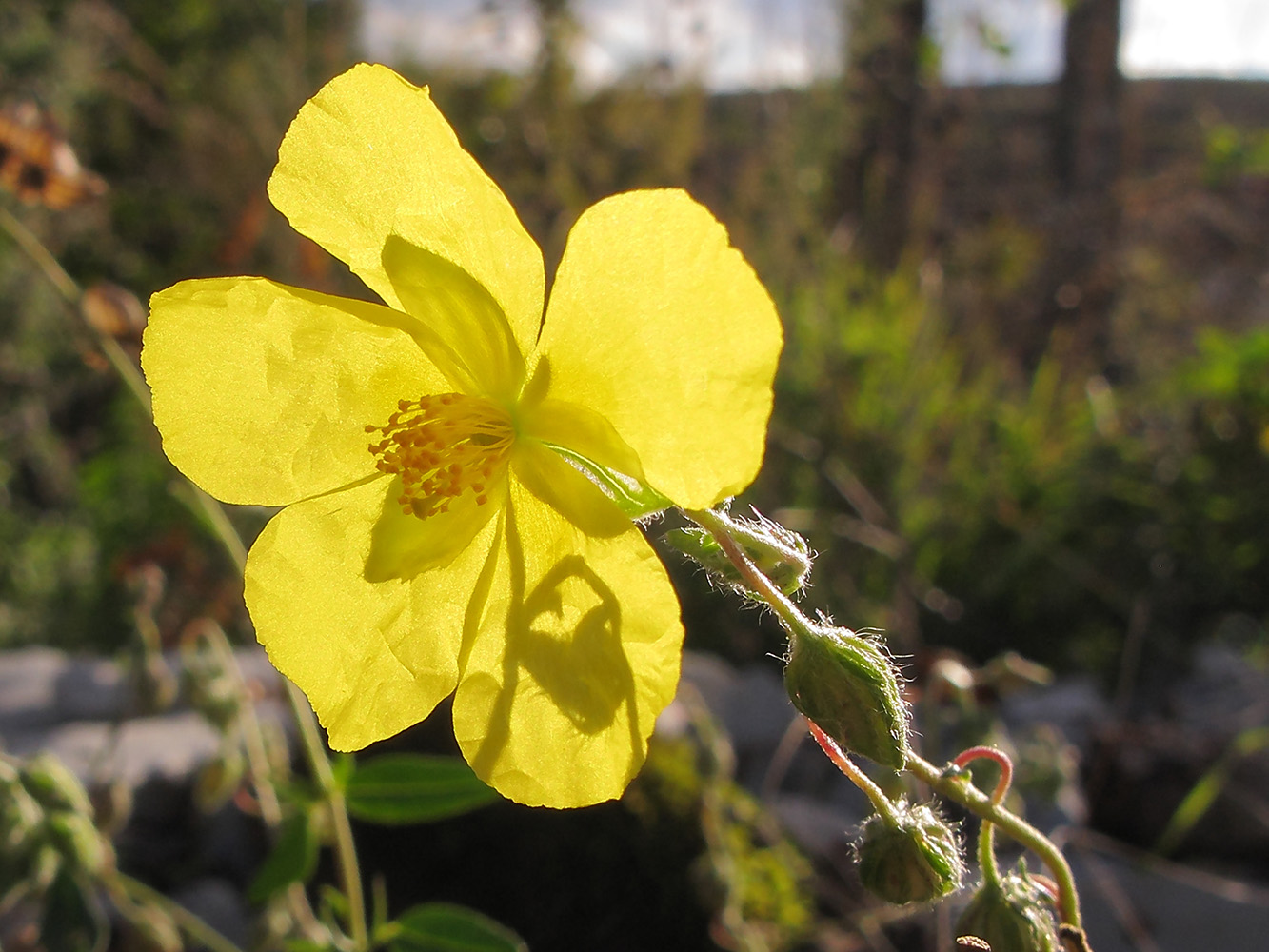 Image of Helianthemum ovatum specimen.