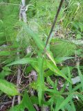 Cirsium heterophyllum