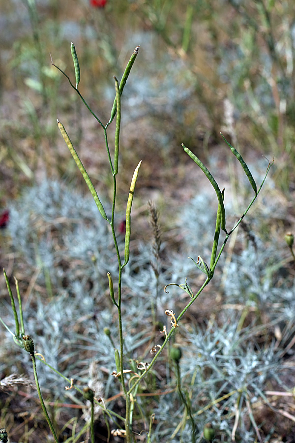 Изображение особи Diptychocarpus strictus.