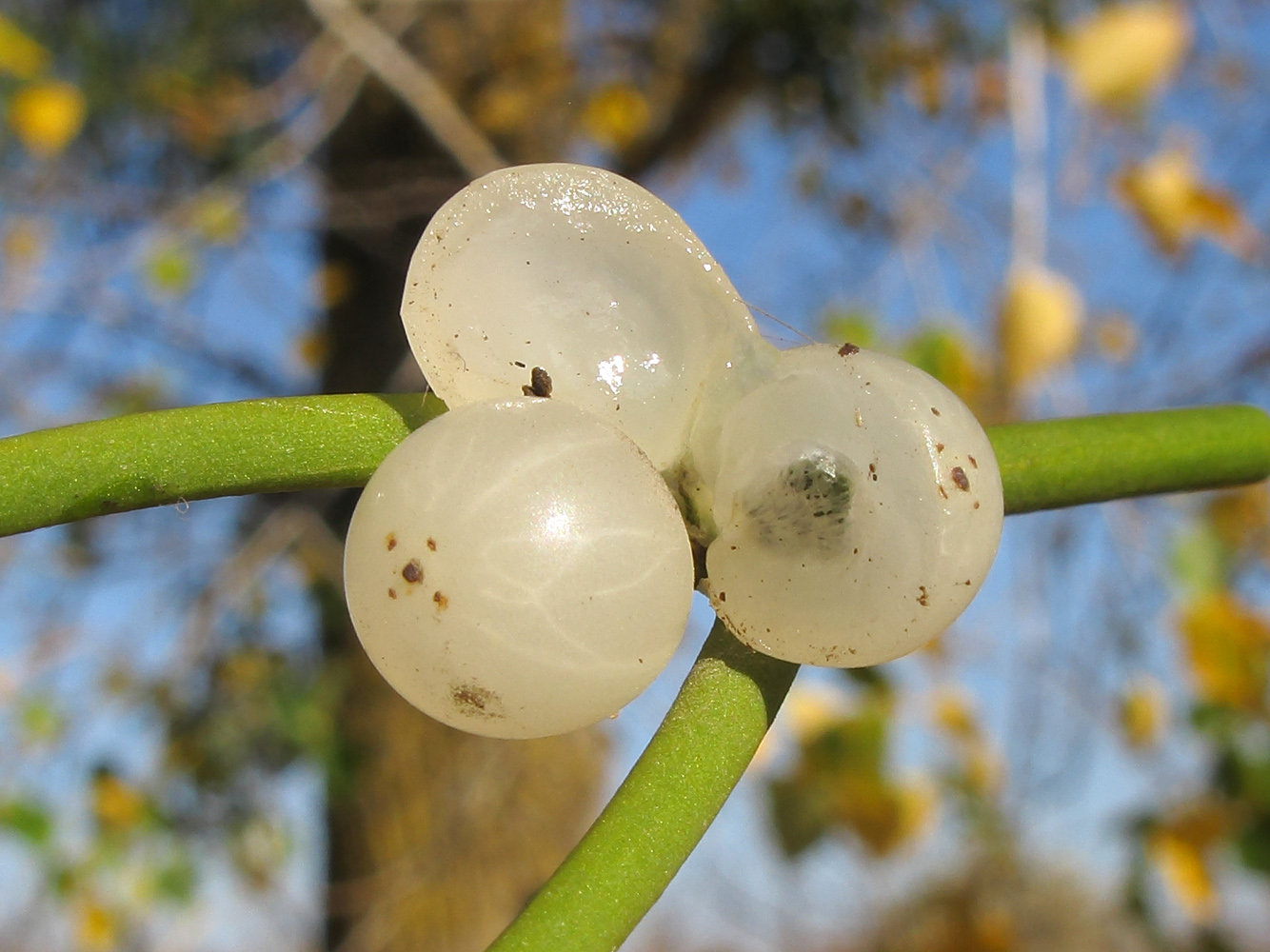 Image of Viscum album specimen.