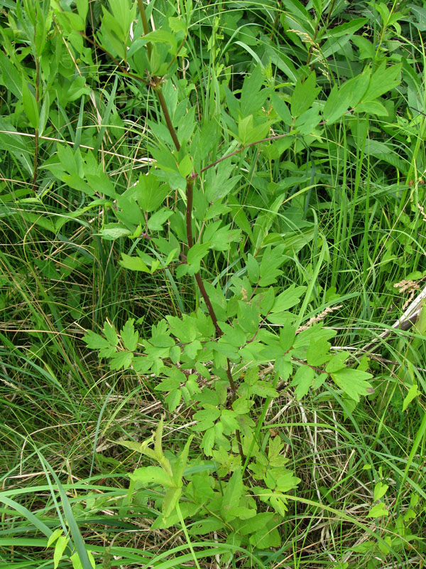 Image of Thalictrum simplex specimen.