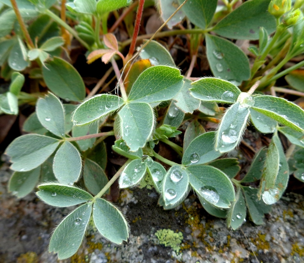 Image of Sibbaldia parviflora specimen.