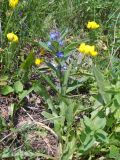 Gentiana cruciata