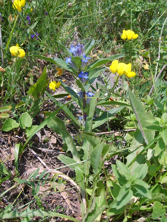 Image of Gentiana cruciata specimen.