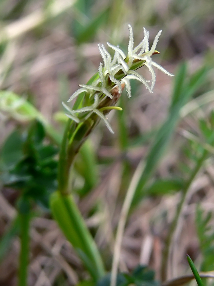 Image of genus Carex specimen.