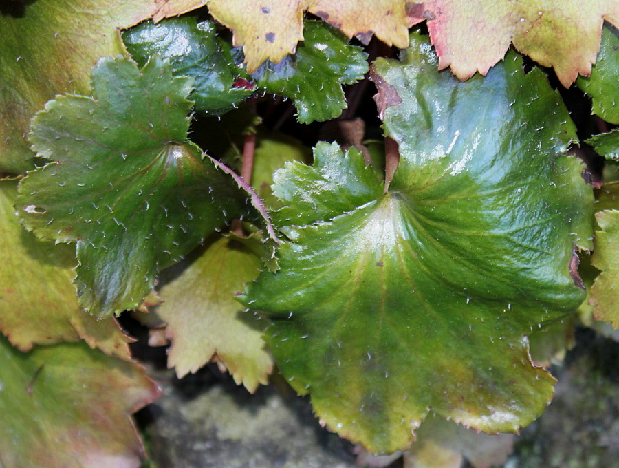 Image of Saxifraga fortunei specimen.