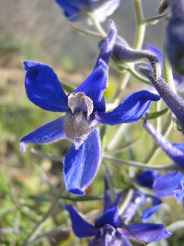 Image of genus Consolida specimen.