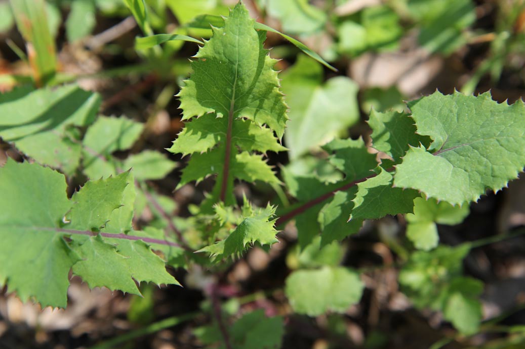 Изображение особи Sonchus oleraceus.