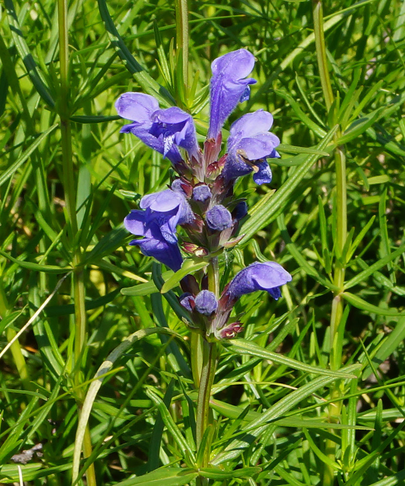 Image of Dracocephalum ruyschiana specimen.