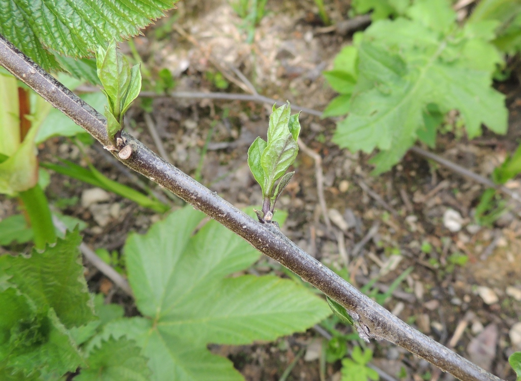 Image of Solanum kitagawae specimen.