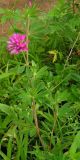 Trifolium pacificum