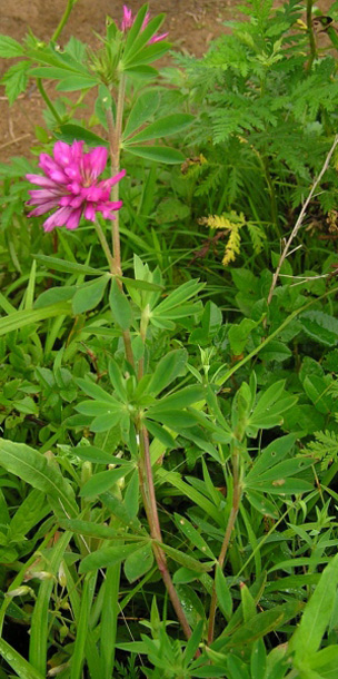 Image of Trifolium pacificum specimen.