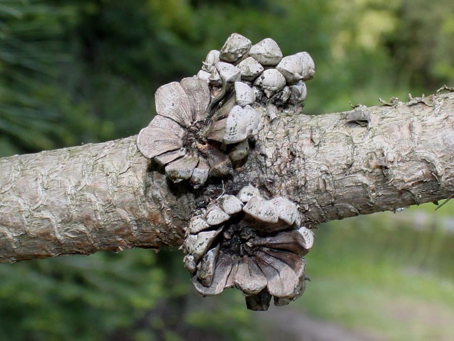 Image of Pinus ponderosa specimen.