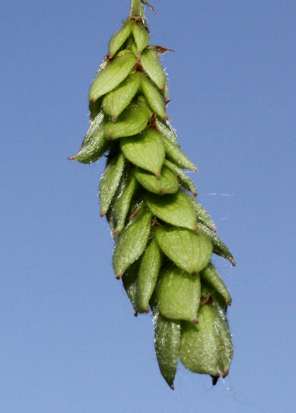 Image of Ostrya virginiana specimen.
