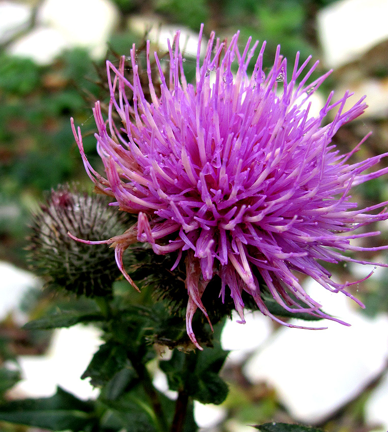 Image of Cirsium euxinum specimen.