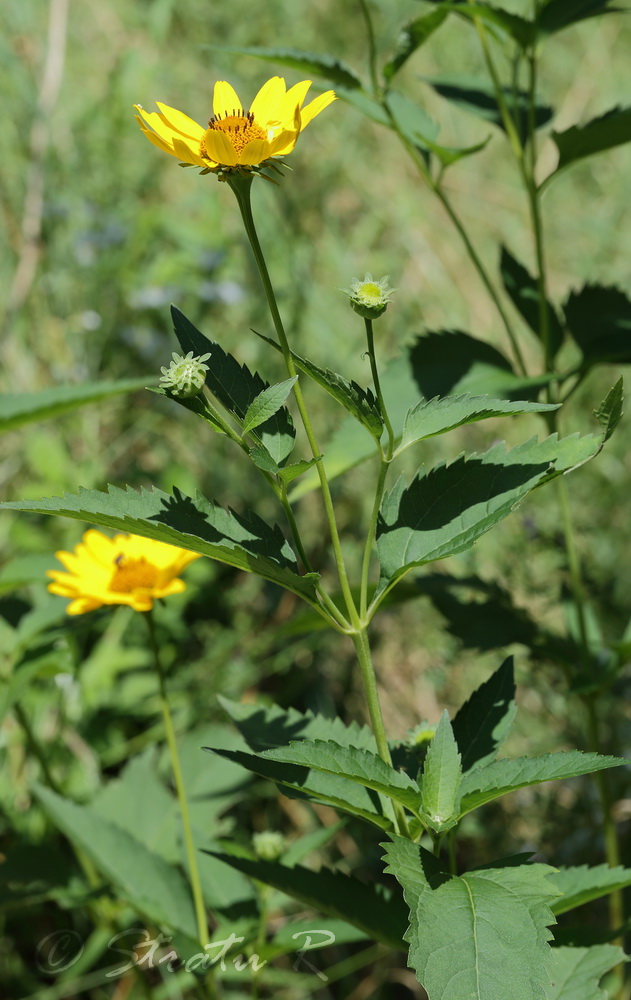 Image of Heliopsis helianthoides ssp. scabra specimen.