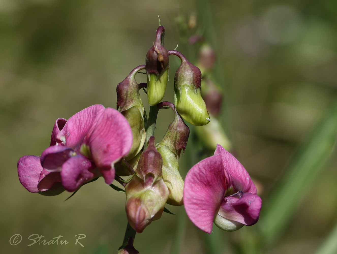 Image of Lathyrus sylvestris specimen.