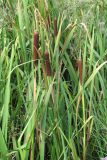 Typha × argoviensis. Плодоносящие растения. Крым, Алуштинский амфитеатр, окр. с. Лучистое. 25.08.2014.