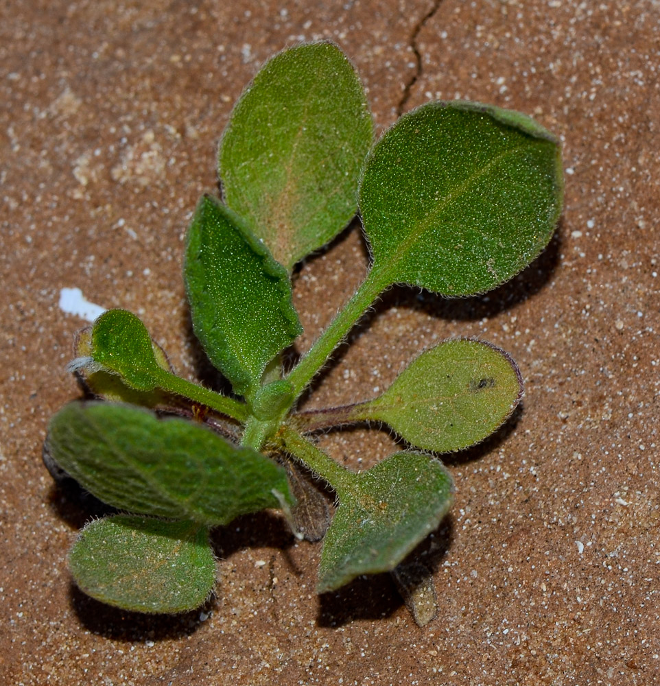 Image of Heterotheca subaxillaris specimen.