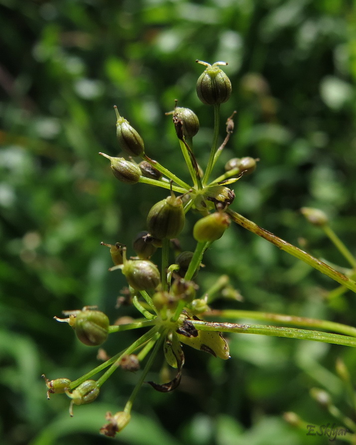 Изображение особи Berula erecta.