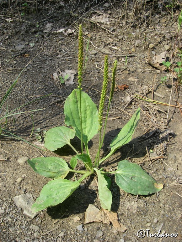 Image of Plantago major specimen.