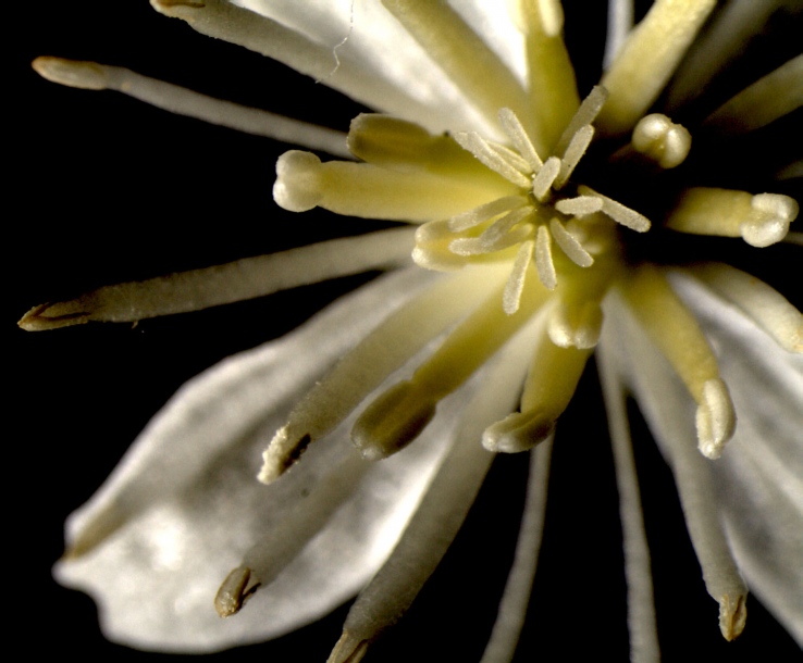 Image of Clematis brevicaudata specimen.