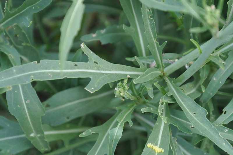 Image of Diplotaxis tenuifolia specimen.