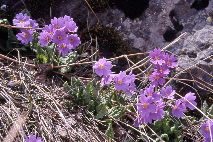 Image of Primula amoena specimen.