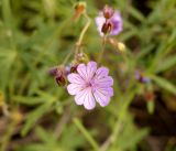 Image of taxon representative. Author is Галина Чуланова