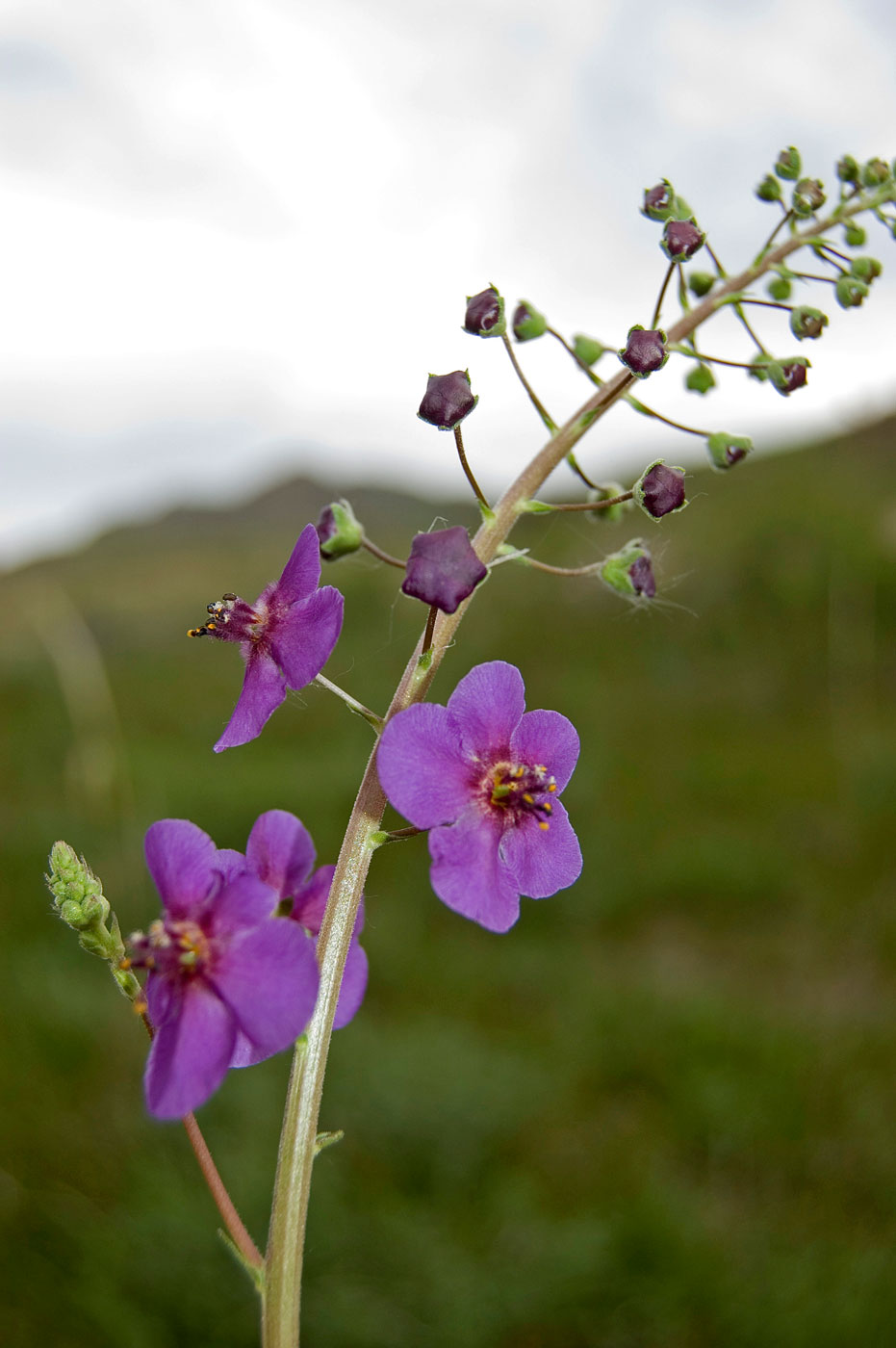 Изображение особи Verbascum phoeniceum.