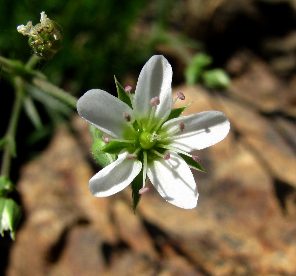 Image of Minuartia oreina specimen.