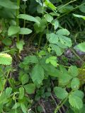 Potentilla elatior