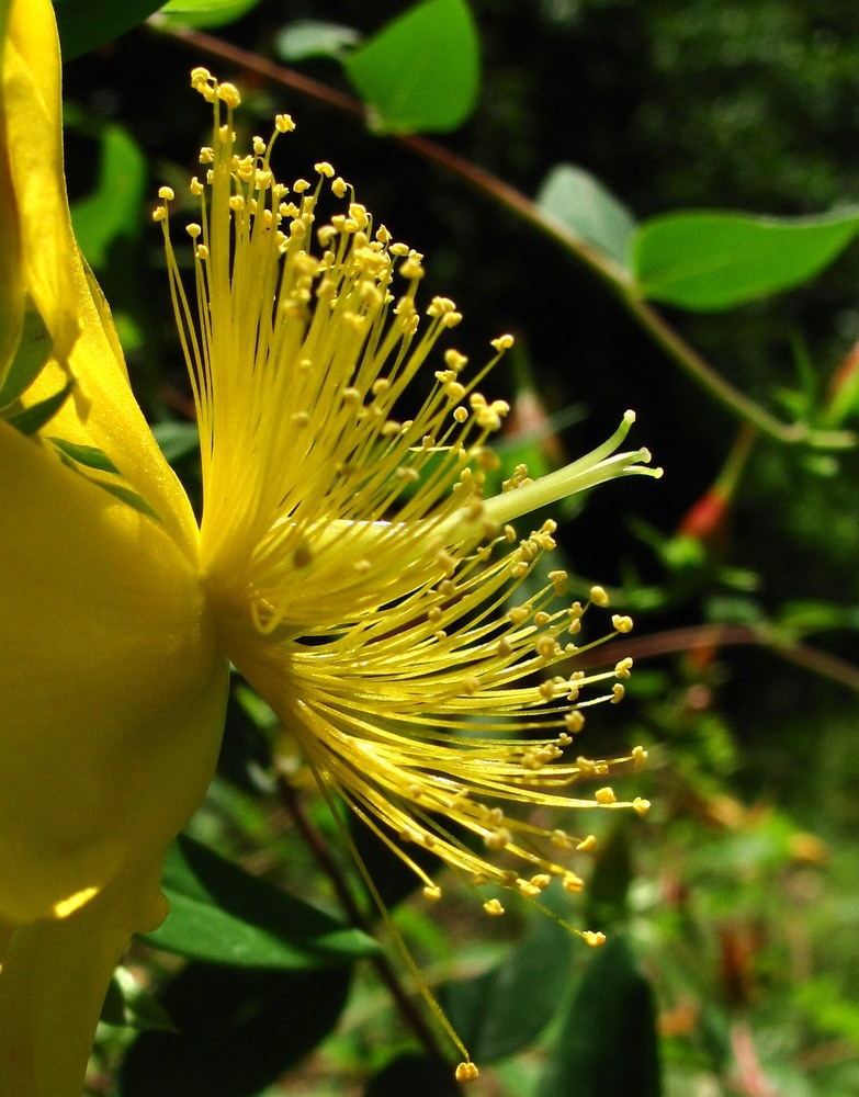 Изображение особи Hypericum calycinum.