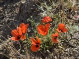 Papaver pavoninum