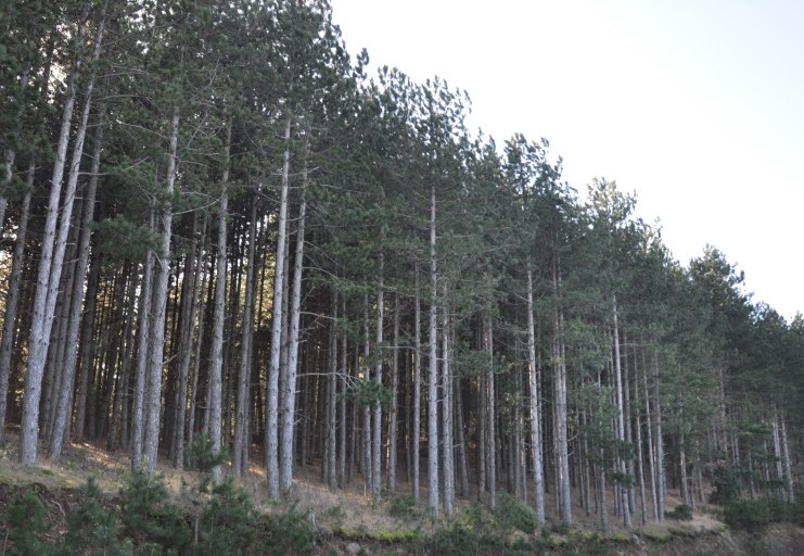 Image of Pinus pallasiana specimen.