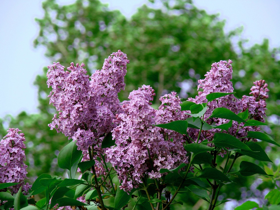 Image of Syringa vulgaris specimen.