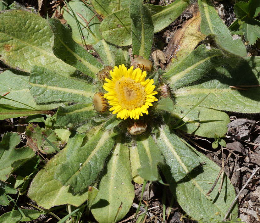 Изображение особи Inula rhizocephala.