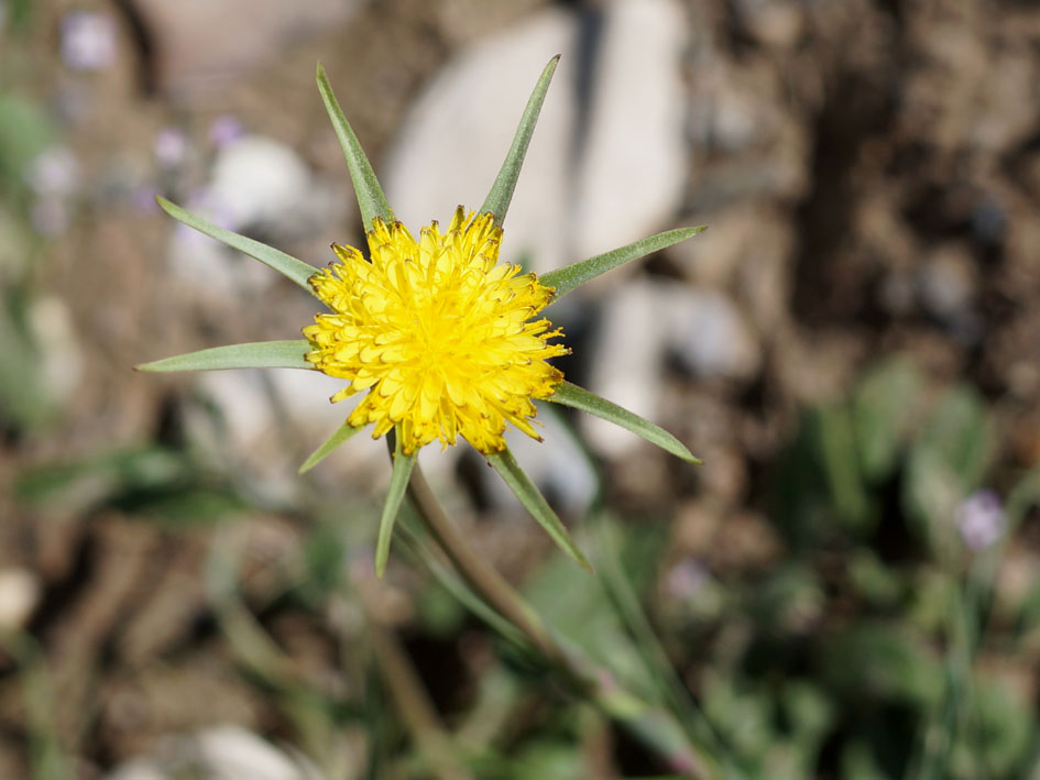 Изображение особи Tragopogon capitatus.