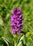 Dactylorhiza euxina. Верхушка побега с соцветием. Карачаево-Черкесия, окр. пос. Архыз, долина р. София, ≈ 1900 м н.у.м., влажный луг у берега реки. 18.06.2015.