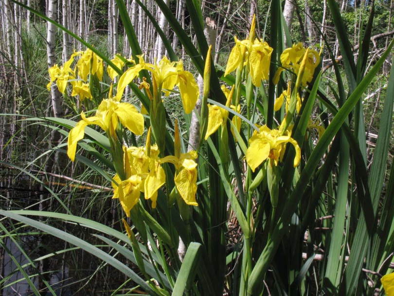 Изображение особи Iris pseudacorus.