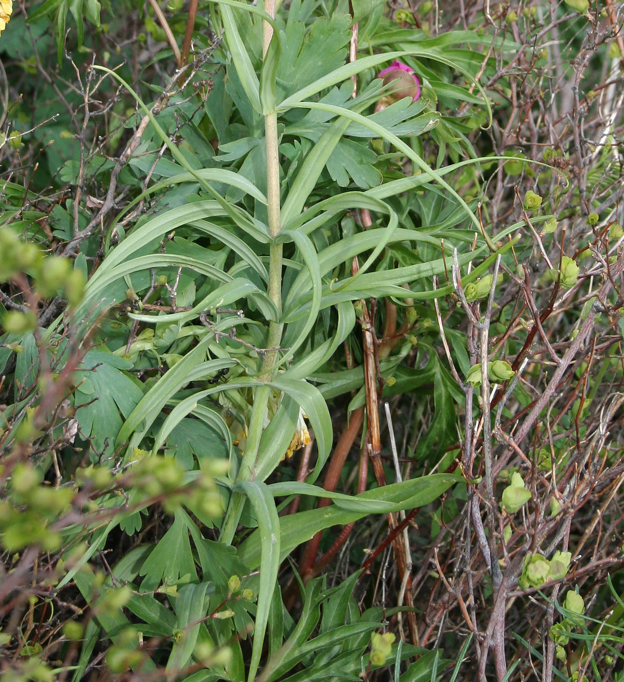 Изображение особи Fritillaria verticillata.