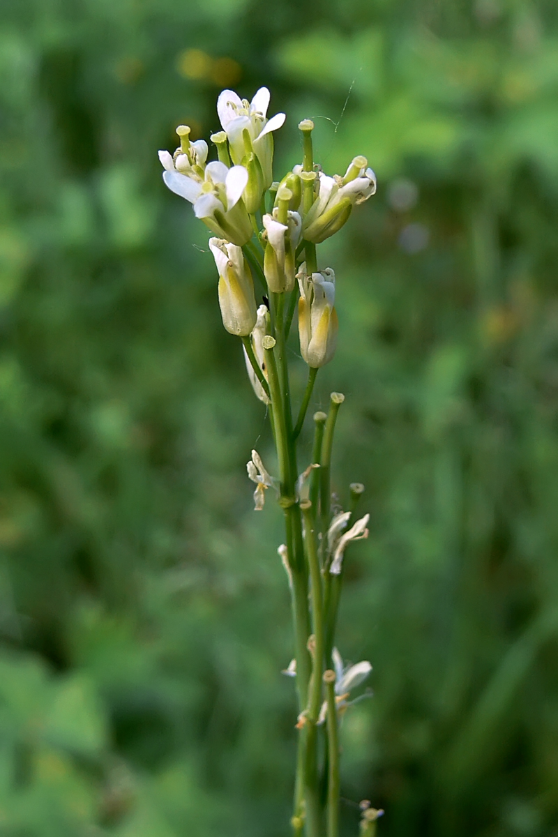 Image of Turritis glabra specimen.