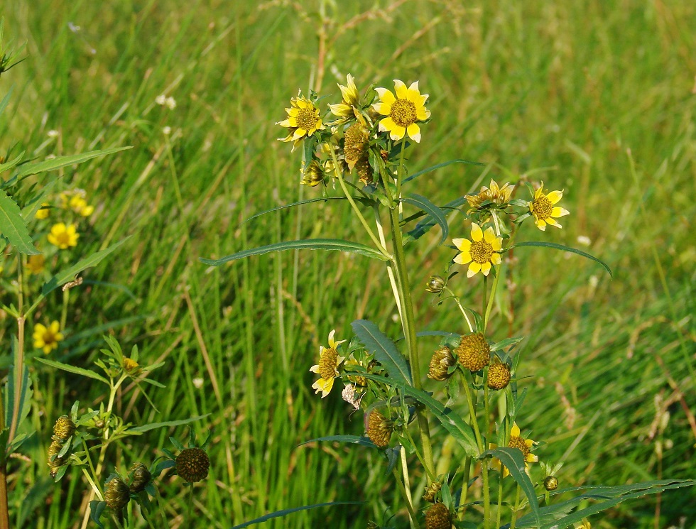 Image of Bidens cernua var. radiata specimen.