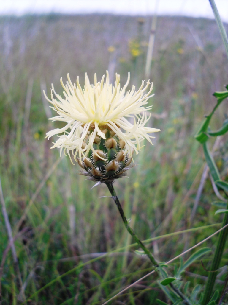 Image of Centaurea orientalis specimen.