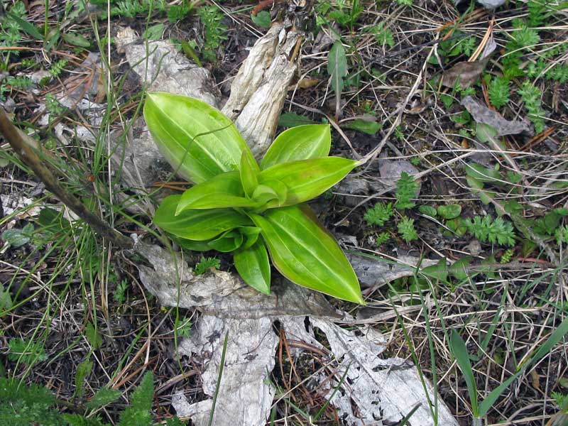 Изображение особи Gentiana macrophylla.